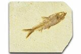 Detailed Fossil Fish (Knightia) - Wyoming #367465-1